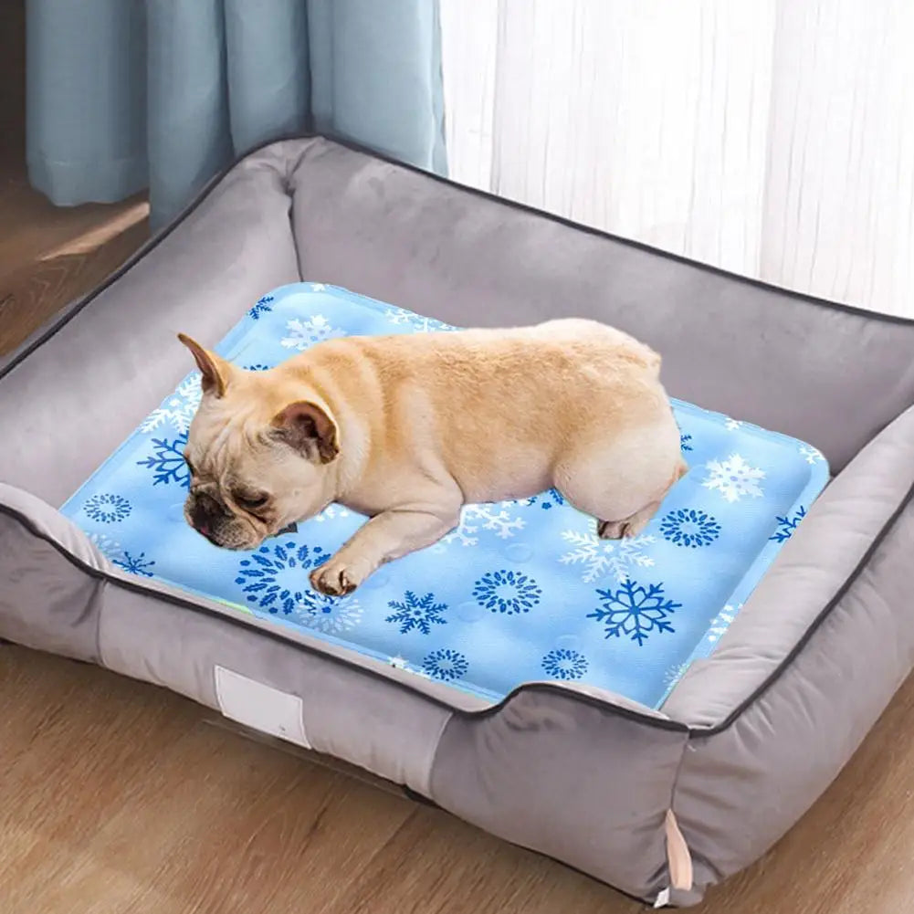 Pet Travel Accessories